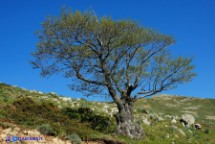 Alnus glutinosa (Ontano nero)